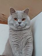 Prachtige Dekkater ter dekking (Niet te koop), Dieren en Toebehoren, Katten en Kittens | Dekkaters, 0 tot 2 jaar