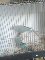 Broedkoppel halsbanden blauw, Dieren en Toebehoren, Meerdere dieren, Parkiet