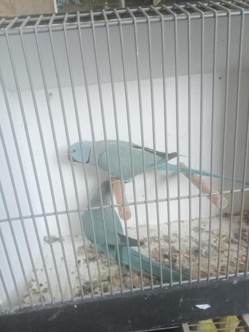 Broedkoppel halsbanden blauw  beschikbaar voor biedingen