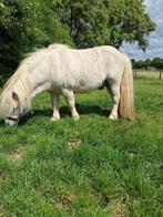 Goedgekeurde Deense Shetlander dekhengst, Dieren en Toebehoren, Pony's, Hengst, A pony (tot 1.17m), Onbeleerd, 11 jaar of ouder