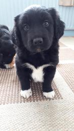 Onwijs lieve en leuke kruising pups, Parvo, 8 tot 15 weken, Meerdere, Meerdere dieren