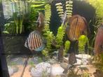 Discus curipera en heckel cross, Ophalen of Verzenden, Nieuw