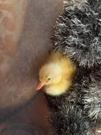 Pulletjes loopeenden, Dieren en Toebehoren, Meerdere dieren, Eend