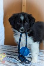 🐶Friese Stabij x Australian Shepherd pups mogen verhuizen🐕, Particulier, Meerdere, 8 tot 15 weken, Meerdere dieren