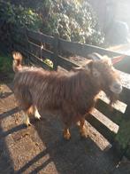 Toggenburger bok, Dieren en Toebehoren, Geit, 0 tot 2 jaar