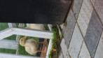 2 jonge pekingeenden te koop, Dieren en Toebehoren, Pluimvee, Meerdere dieren, Kip