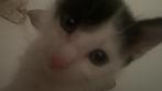 Kitten, Dieren en Toebehoren, Kater