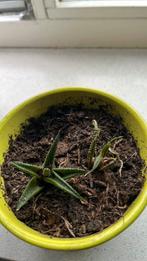 Kleine vetplantjes gratis, Huis en Inrichting, Kamerplanten, Ophalen, Vetplant, Halfschaduw, Minder dan 100 cm