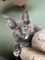 Maine coon kittens met stamboom klaar voor verhuis, Meerdere dieren, Gechipt, 0 tot 2 jaar