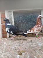Kleur duiven., Meerdere dieren, Postduif