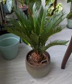 Cycas Revoluta (Sago Palm) - Makkelijke Kamerplant, Ophalen, Halfschaduw, Minder dan 100 cm