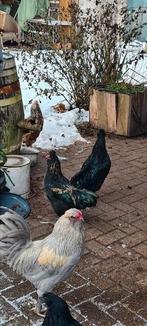 3 mooie haantjes, Dieren en Toebehoren, Mannelijk, Kip