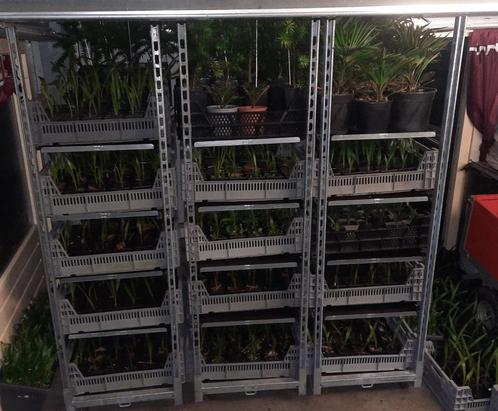 Faillissement verkoop | Palmbomen | apenbomen | mammoetbomen, Tuin en Terras, Planten | Bomen, Overige soorten, Minder dan 100 cm