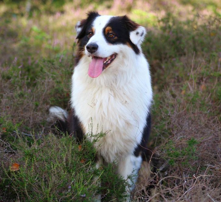 Raszuivere gestest Australian Shepherd Black Tri Dekreu pups, Dieren en Toebehoren, Honden | Dekreuen, Reu, Particulier, Eén hond