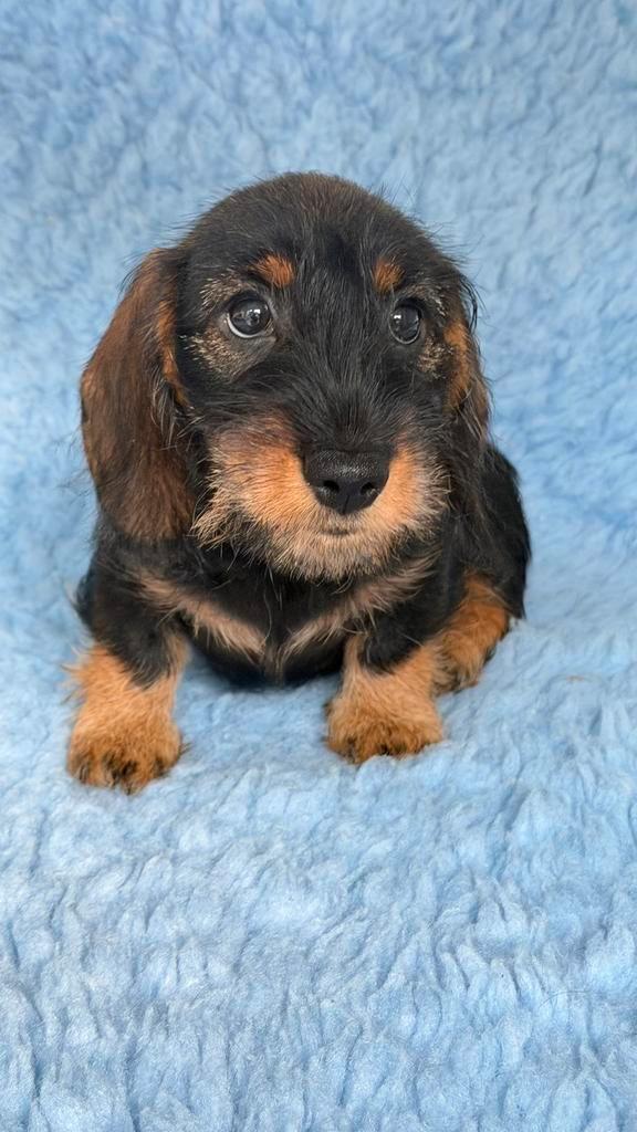 Ruwhaar dwerg teckel met stamboom, Dieren en Toebehoren, Honden | Teckels en Dashonden, Reu, Ruwhaar, Dwerg, Particulier, Eén hond