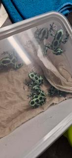 Dendrobates auratus Costa Rica., Dieren en Toebehoren, Reptielen en Amfibieën, Amfibie, 0 tot 2 jaar