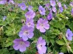 Geranium rozanne bloeit van mei tot november, Ophalen of Verzenden, Zomer, Overige soorten, Volle zon