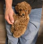 Prachtig toy poedel puppy, Dieren en Toebehoren, Poedel, Reu, CDV (hondenziekte), 8 tot 15 weken