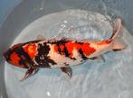 Mooie grote showa 75 cm vrouw, Karper of Koi