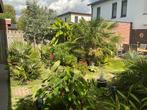 Euphorbia x pasteurii 'John Phillips', Tuin en Terras, Planten | Tuinplanten, Volle zon, Vaste plant, Zomer, Ophalen