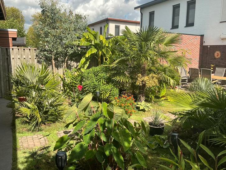 Euphorbia x pasteurii 'John Phillips', Tuin en Terras, Planten | Tuinplanten, Vaste plant, Overige soorten, Volle zon, Zomer, Ophalen