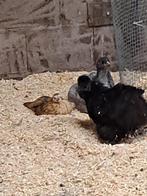 Serama, Dieren en Toebehoren, Pluimvee, Vrouwelijk, Kip