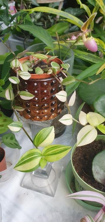 Ik ben dol op dit heldergroene plantje met streepjes beschikbaar voor biedingen