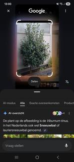 Sneeuwbal Laurierboom - Viburnum tinus, Tuin en Terras, Planten | Bomen, Winter, Halfschaduw, Overige soorten, 100 tot 250 cm