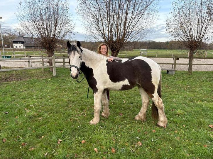 Lieve 2,5 jarige tinker ruin., Dieren en Toebehoren, Pony's, Merrie, Dressuurpony, 3 tot 6 jaar, Ontwormd