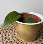 Drakenklimop 🌿Ruil mij!!🌿, Huis en Inrichting, Ophalen, Overige soorten, Minder dan 100 cm