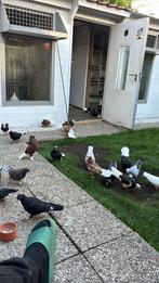Dönek Duiven, Dieren en Toebehoren, Vogels | Duiven