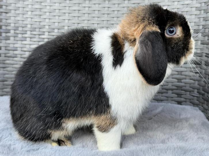 Dwerg hangoor konijn voedster - IZZY - Super lief&Raszuiver, Dieren en Toebehoren, Konijnen, Dwerg, Vrouwelijk, 0 tot 2 jaar, Hangoor