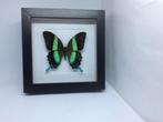 vlinder Papilio Blumei, Ophalen of Verzenden, Nieuw, Overige soorten, Opgezet dier