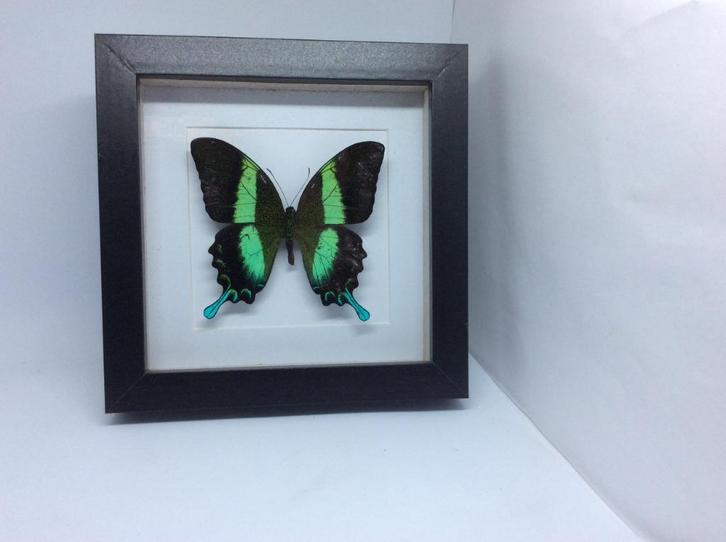 vlinder Papilio Blumei, Verzamelen, Dierenverzamelingen, Nieuw, Opgezet dier, Overige soorten, Ophalen of Verzenden