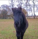 De schattigste shetlander van marktplaats!, Merrie, B, Gechipt, A pony (tot 1.17m)