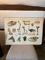 Antieke Schoolplaten Kalahari & Borneo, Ophalen of Verzenden, Natuur en Biologie