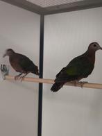 0-2 Groenvleugel duiven, Meerdere dieren, Overige soorten