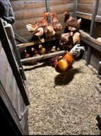 Broedeieren lohman leggkippen, Dieren en Toebehoren, Geslacht onbekend, Kip