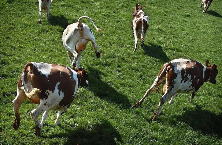 zeer natuurlijke kleuren kunstgras ALLES MOET WEG  DEZE WEEK, Tuin en Terras, Gras en Kunstgras, Nieuw, 20 m² of meer, Ophalen