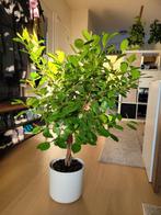 Ficus Microcarpa Ginseng in Pot, Vaste plant, Bloeit niet, Halfschaduw, Ophalen