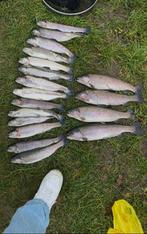 Forel/zalmforel, Ophalen