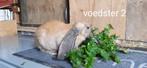 Engelse Hangoren, Meerdere dieren, Groot