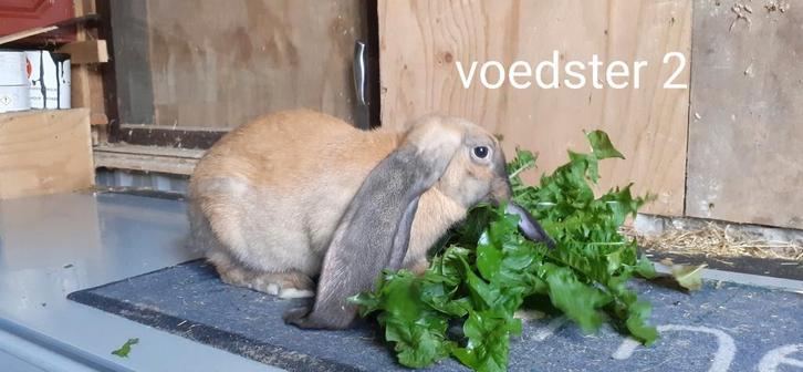 Engelse Hangoren, Dieren en Toebehoren, Konijnen, Groot, Meerdere dieren