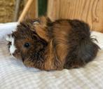 Jong cavia mannetje (peruvian x borstel), November, Mannelijk, Cavia