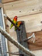 Agapornis, Dieren en Toebehoren, Vogels | Parkieten en Papegaaien, Meerdere dieren, Dwergpapegaai of Agapornis