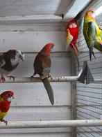 Mooi koppel penanten, Dieren en Toebehoren, Vogels | Parkieten en Papegaaien, Meerdere dieren, Parkiet