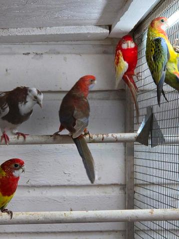 Mooi koppel penanten beschikbaar voor biedingen