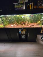 Juwel 240 aquarium, Dieren en Toebehoren, Ophalen, Gebruikt, Leeg aquarium