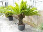 Cyca Revoluta, Ophalen, Nieuw