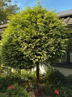 Grote Conifeer Bolboom - Zelf Uithalen, Tuin en Terras, Planten | Bomen, Bloeit niet, 250 tot 400 cm, Ophalen, Volle zon